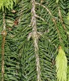 Picea abies. Средняя часть ветки и молодой побег ('Inversa'). Германия, г. Дюссельдорф, Ботанический сад университета. 04.05.2014.