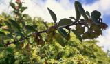 Cotoneaster suavis