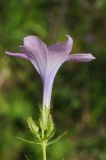 Linum heterosepalum