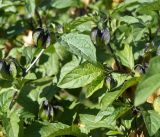 Nicandra physalodes