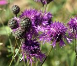 Centaurea scabiosa