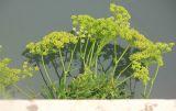 Crithmum maritimum. Вегетирующее растение с цветками и созревающими плодами. Италия, регион Венето, г. Венеция, район Дорсодуро, фондамента Дзордзи (Fondamenta Zorzi), берег канала. 12 сентября 2014 г.