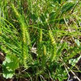 Selaginella selaginoides