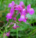 Linaria incarnata