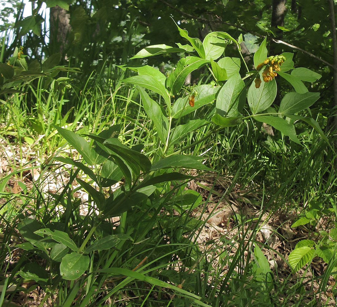 Изображение особи Lathyrus aureus.