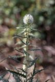 Echinops tschimganicus