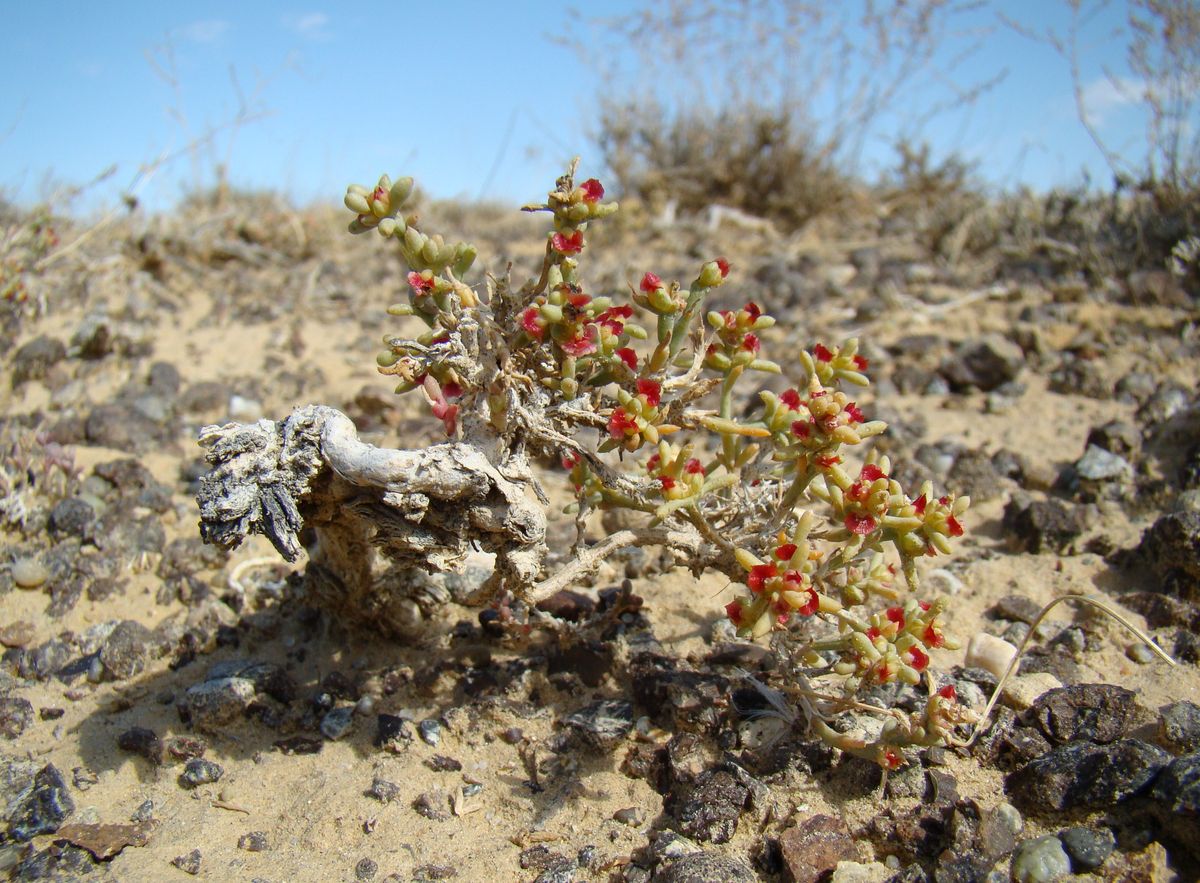 Image of Anabasis turgaica specimen.