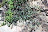 Hypericum perforatum. Побеги с листьями, отходящие от центрального стебля. Южный Казахстан, горы Алатау (Даубаба), Западное ущелье. 24.07.2014.