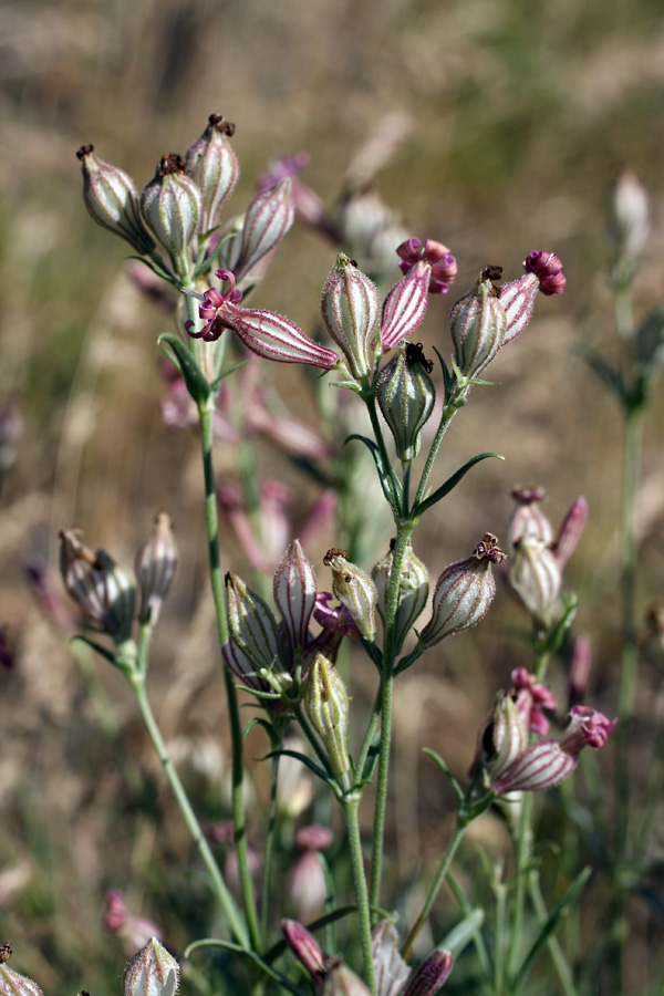 Изображение особи Silene brahuica.