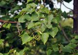 Tilia amurensis