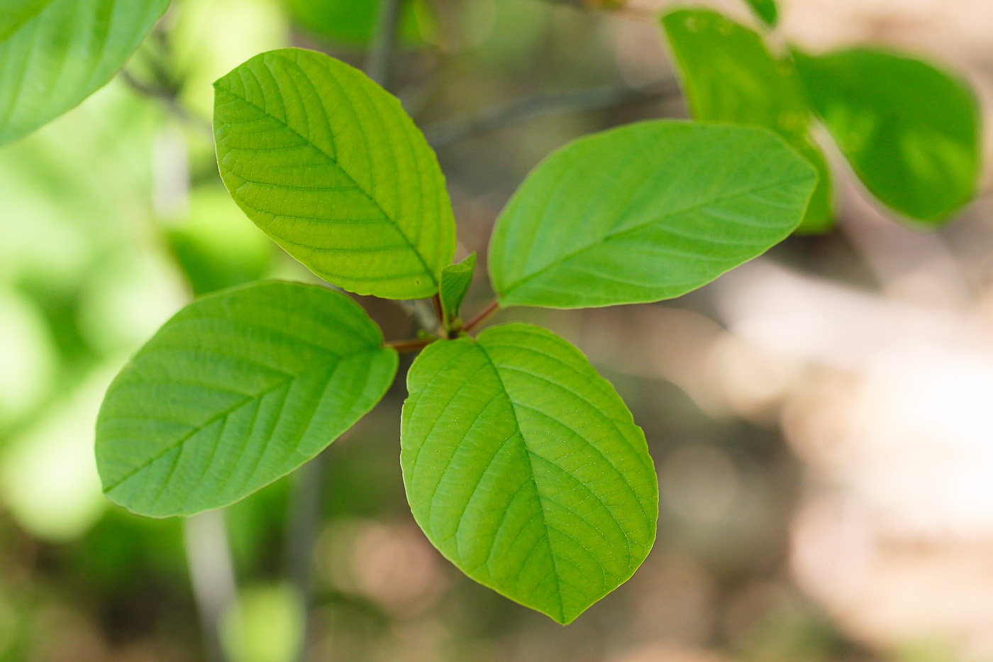 Изображение особи Frangula alnus.