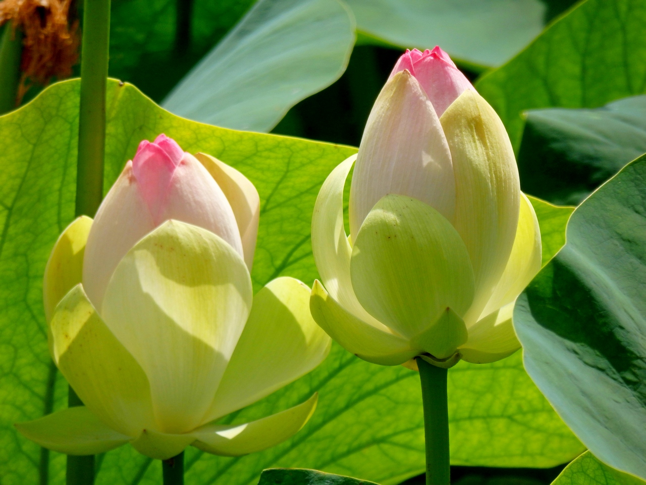 Image of Nelumbo caspica specimen.