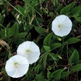 Convolvulus arvensis