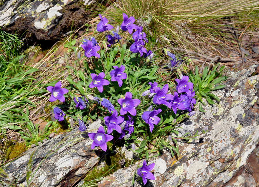 Изображение особи Campanula saxifraga.