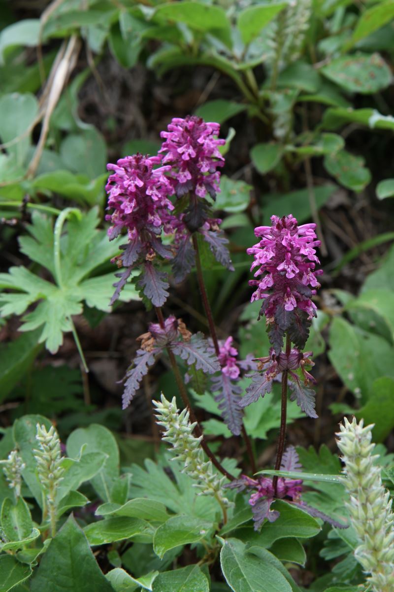 Изображение особи Pedicularis verticillata.