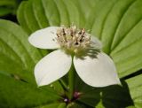 Chamaepericlymenum canadense. Соцветие. Хабаровский край, Ванинский р-н, окр. пос. Высокогорный, ельник зеленомошный. 27.06.2013.