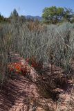 Ephedra intermedia