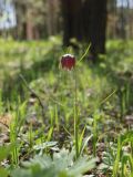 Fritillaria meleagris