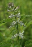 Urtica dioica