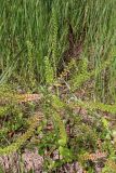 Lepidium densiflorum