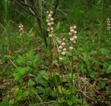 Pyrola minor