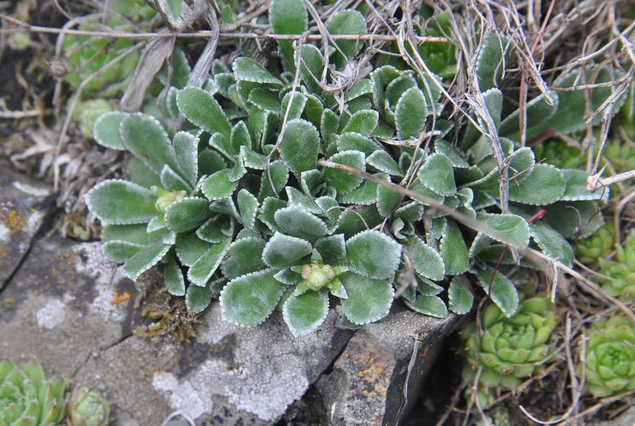 Изображение особи Saxifraga cartilaginea.