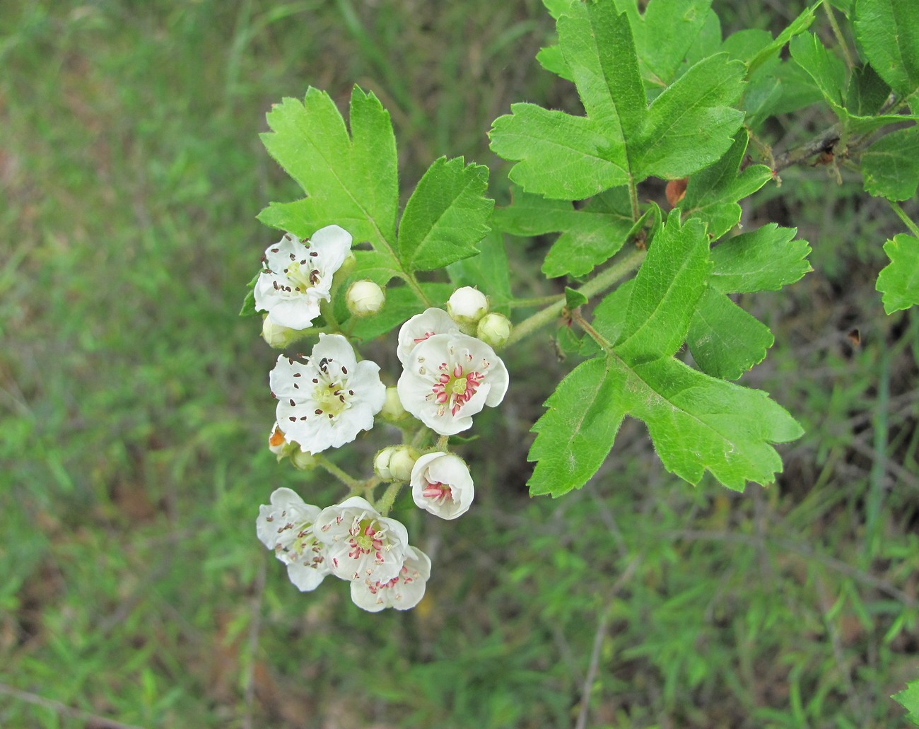 Изображение особи Crataegus pentagyna.