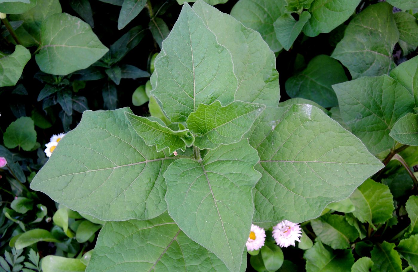 Изображение особи Alkekengi officinarum.