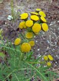 Tanacetum boreale. Верхушка растения с соцветием. Чукотка, Билибинский рн, северная окр. г. Билибино, промзона, заброшенная грунтовая дорога. 29.06.2018.