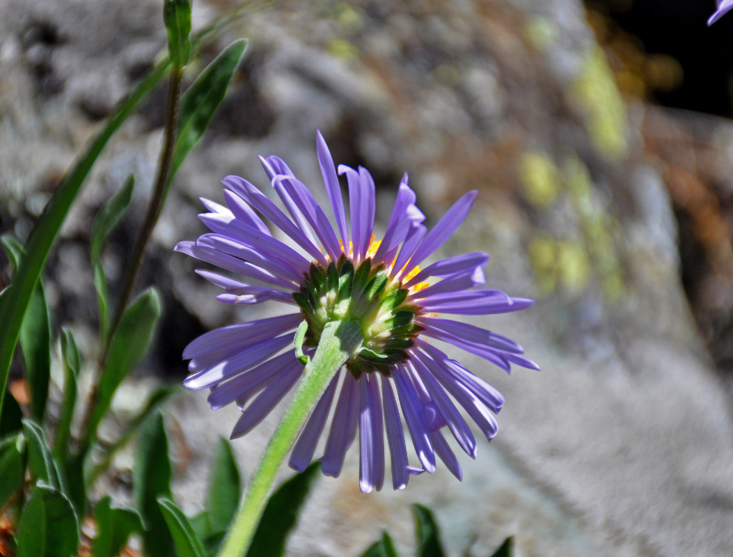 Изображение особи Aster alpinus.