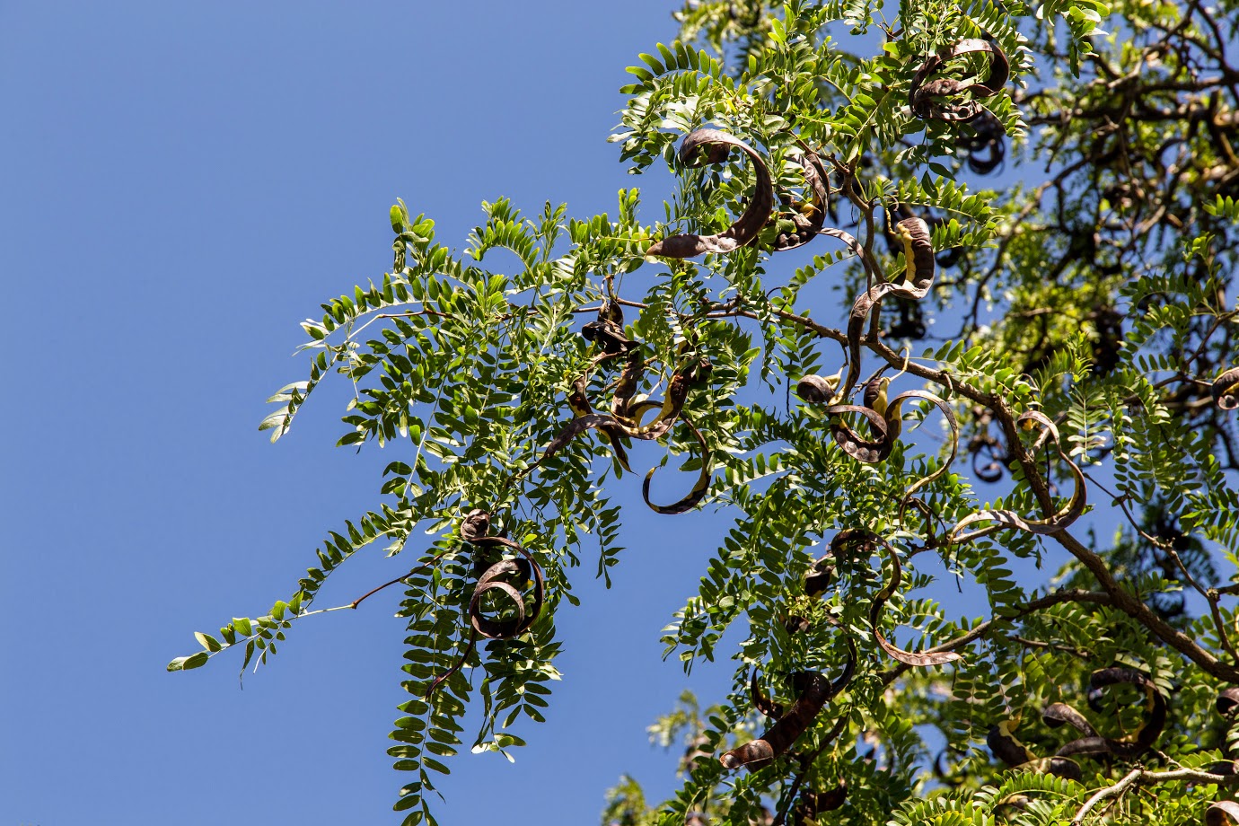 Изображение особи Gleditsia triacanthos.