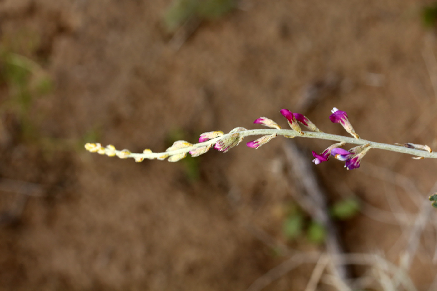 Изображение особи Astragalus unifoliolatus.