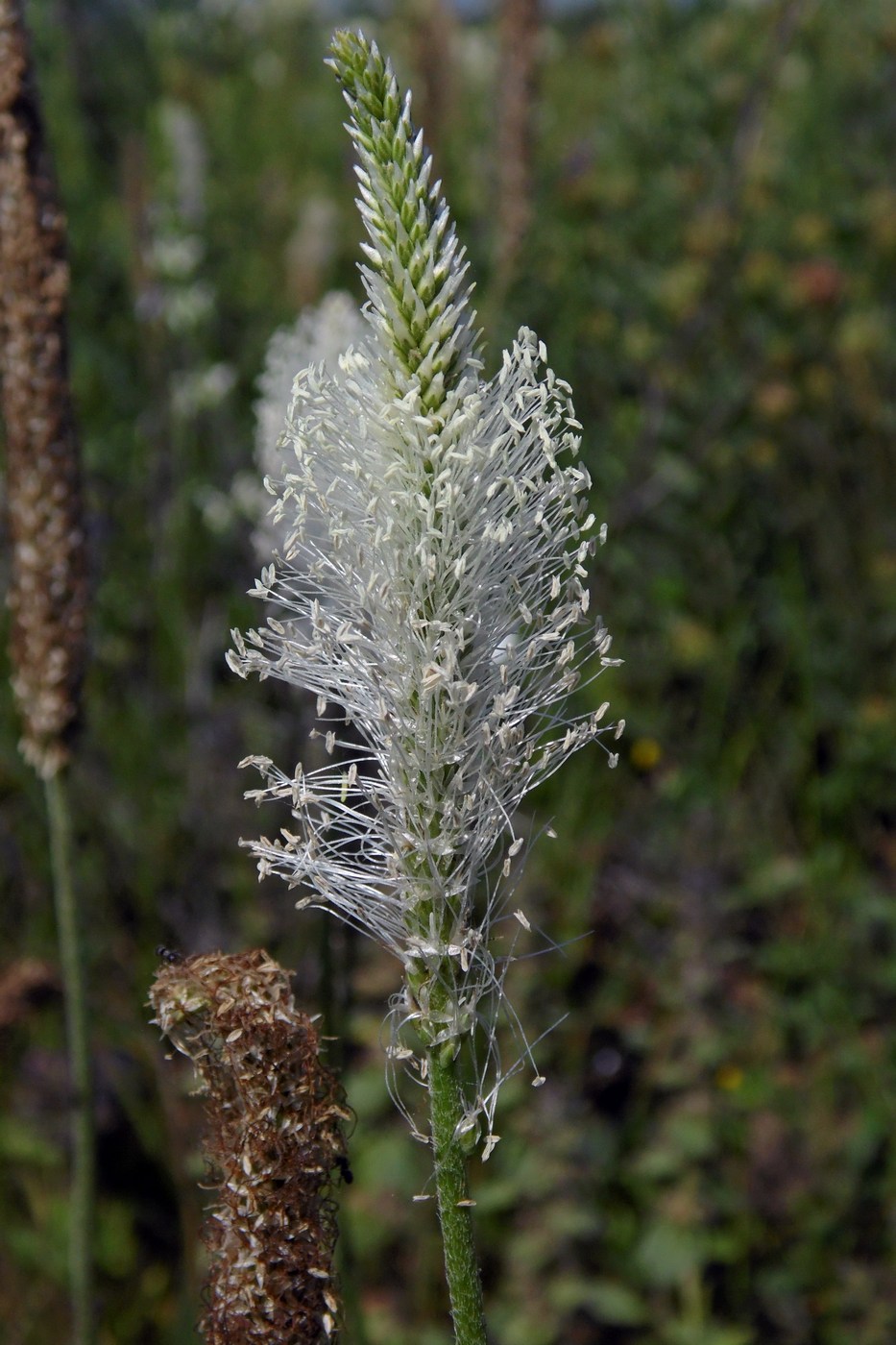 Изображение особи Plantago media.