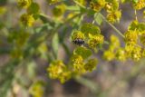 Euphorbia jaxartica. Соцветия с кормящимся жуком. Узбекистан, Наманганская обл., Уйчинский р-н, окр. пос. Джидакапа, дол. р. Нарын, правый каменистый берег. 11.05.2019.