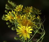 Hieracium umbellatum. Верхушка растения с нераспустившимися и распустившимися соцветиями. Московская обл., Раменский р-н, окр. дер. Хрипань, садовый участок. 04.08.2019.