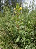 Oenothera rubricaulis. Цветущее растение. Тверская обл., Кимрский р-н, заросшая свалка строительного мусора рядом с лесной грунтовой дорогой, в 50 м от автобусной остановки Прислон. 07.07.2019.