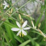 Chlorophytum comosum. Цветок. Южный Берег Крыма, Артек, клумба. 18 июля 2010 г.