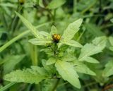 Bidens tripartita