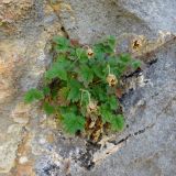 Potentilla tianschanica. Цветущее растение в трещине скалы. Казахстан, Туркестанская (Южно-Казахстанская) обл., Сырдарья-Туркестанский государственный региональный природный парк, Боралдайский филиал, дол. р. Боралдай, ≈ 750 м н.у.м. 05.06.2017.