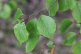 Betula pubescens. Часть веточки. Калужская обл., Боровский р-н, окр. дер. Чёлохово, лесополоса между сенокосным лугом на старой залежи и полем. 6 июня 2020 г.