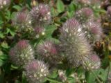 Trifolium arvense