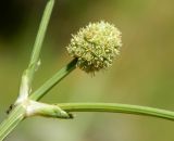 genus Eryngium. Часть веточки с соцветием. Краснодарский край, городской округ Сочи, Сочи-Центр, Сочинский дендрарий, в культуре. Июль 2020 г.