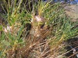 Astragalus pterocephalus