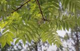 Rhus typhina