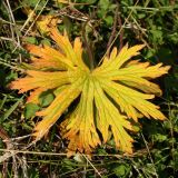 Geranium pratense