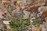 Scrophularia ruprechtii