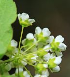 Spiraea turczaninowii