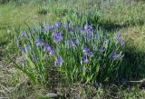 Iris biglumis