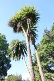 Cordyline australis