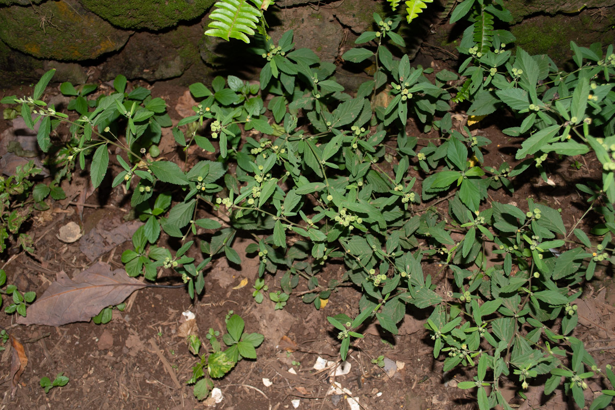 Изображение особи Sida rhombifolia.